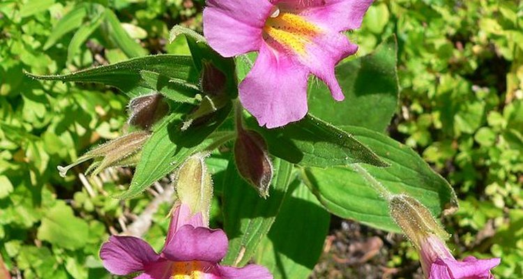 The Mimulus lewisii is one of many types of Mimulus plant.