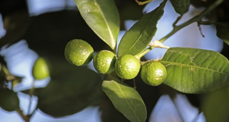 The Kaffir lime tree produces zesty lime fruit.
