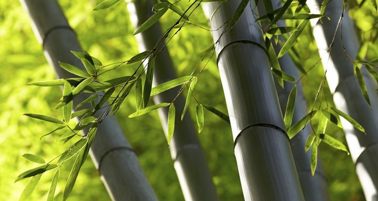 Bamboo canes are sturdy and completely water resistant.