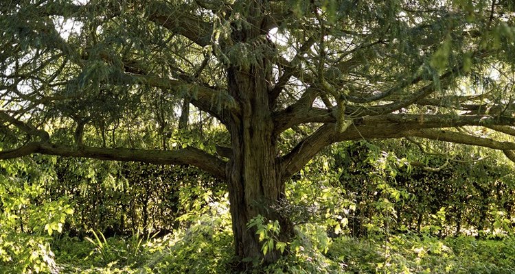 Yew trees can live for hundreds of years.