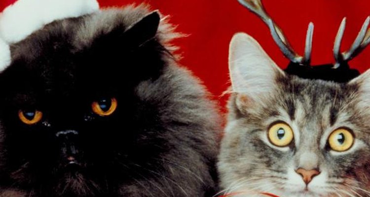 Razas de gatos amigables.