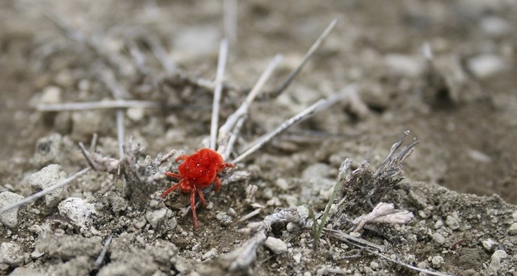 You may see little red mites running around on your patio.