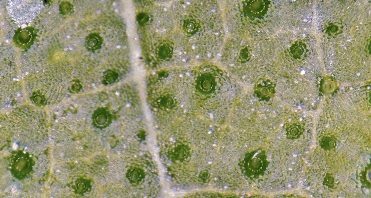 Create an impressive model of a plant root hair cell.