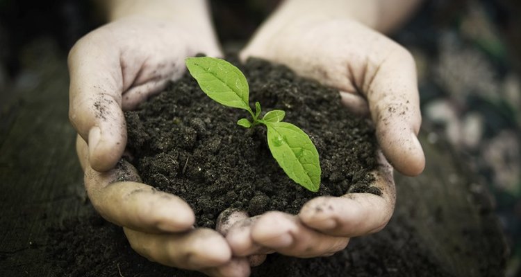 Sterilise soil to kill harmful parasites and bacteria.