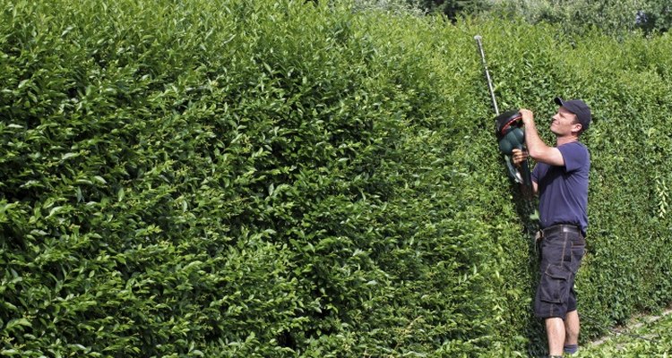Privet is a versatile deciduous shrub.