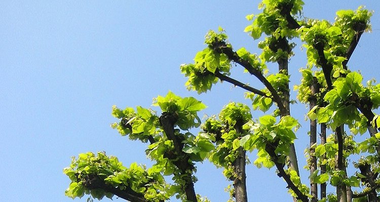Pollarding a tree removes each year's growth to reduce the canopy.