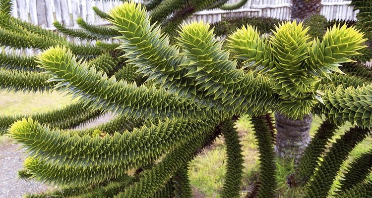 Add an exotic monkey puzzle tree to your garden.