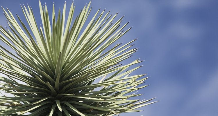 Give your garden an exotic look with a yucca plant.
