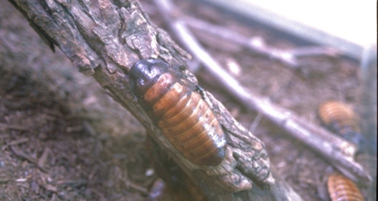 Cockroaches help keep the environment clean but are unwanted inside the home.
