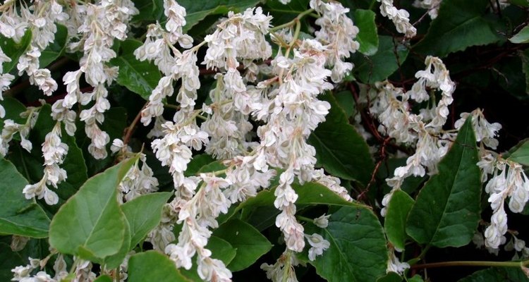 The Russian vine is decorative, but invasive.