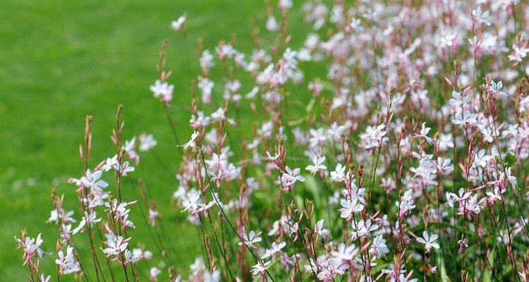Prune gaura to keep the plant blooming successfully.