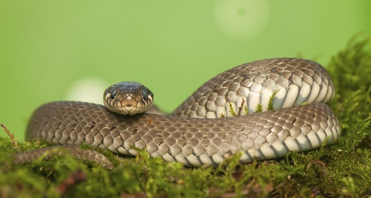 Grass snakes are not dangerous and normally shy away from humans.