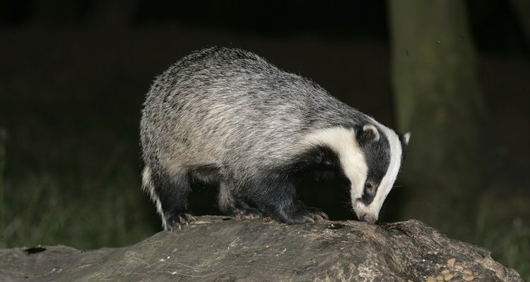 Large holes in your lawn are signs that badgers are active near your home.
