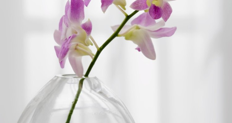 White orchids can be dyed different colours.