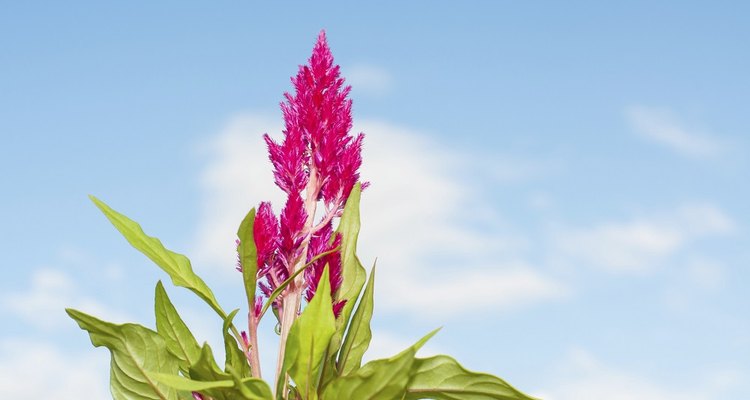 Caring for the Celosia Caracas, otherwise known as the plumed cockscomb.