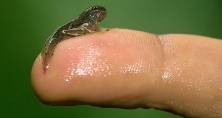 The tadpole's legs start to form as it gradually changes into a baby frog.