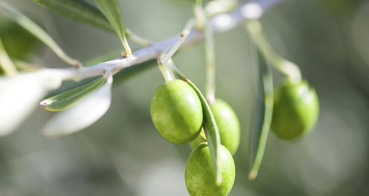 Capture the fresh green colour of the olive.