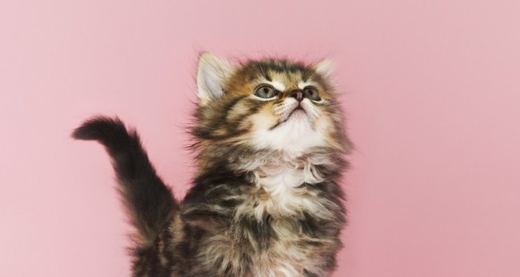 The birth weight of kittens varies.