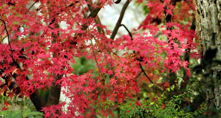 Japanese maple is known for its bright foliage.