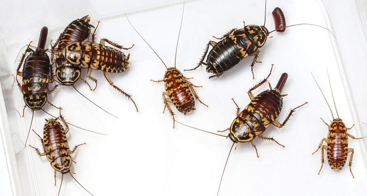 Cockroaches are frequent household pests.