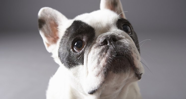 Listlessness, combined with rectal bleeding, means you should take your dog to the vet.
