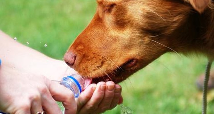 Los perros jadean para refrescarse y necesitan agua constantemente para evitar su sobrecalentamiento.