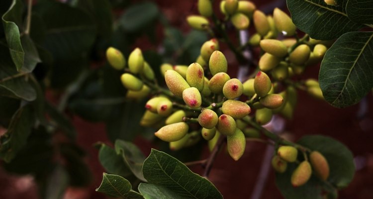 Farmers have cultivated pistachios for more than 9,000 years.