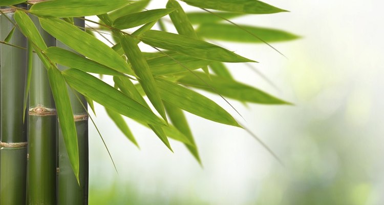 Nurture your bamboo plant back to robust good health.