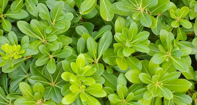 Keep your pittosporum bush in good health with occasional pruning.