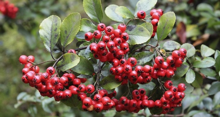 The hawthorn will become rangy without severe pruning in its first year.