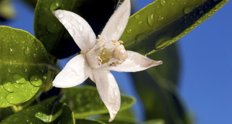 Orange trees may trigger allergic reactions in some people.