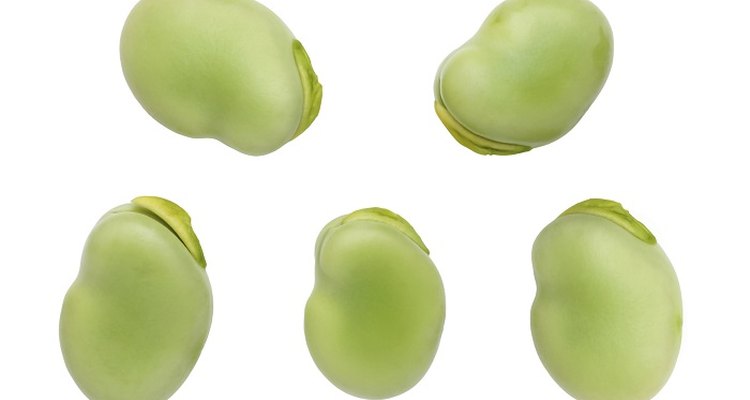 Broad beans are a nutritious food.