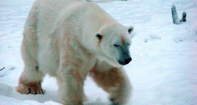 Oso polar.