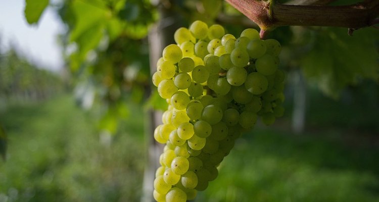 Proper care of grapevines stops them from turning brown.
