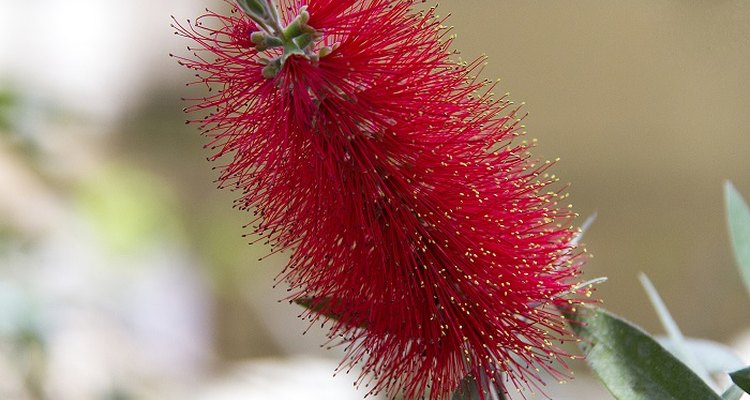 Regular pruning keeps the bottlebrush looking impressive.