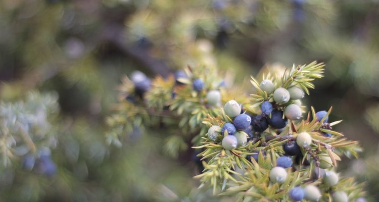 Juniper gives gin its distinctive botanical flavour.