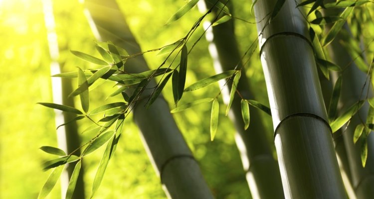Under the right conditions, bamboo will grow quickly.