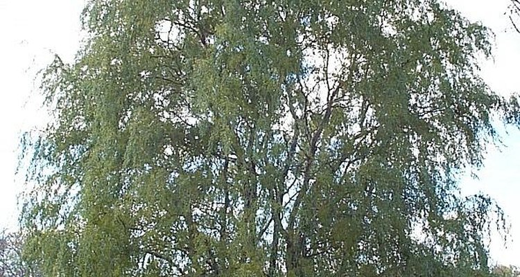 The curly willow is also called the Peking willow.