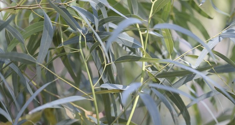 Dwarf eucalyptus trees can be grown inside or in small gardens.