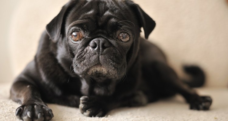 Medicam can cause serious side effects in your epileptic dog.