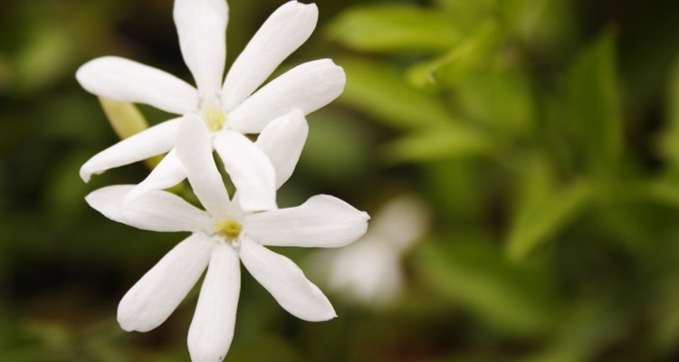 Night-blooming jasmine grows best in warm climates.