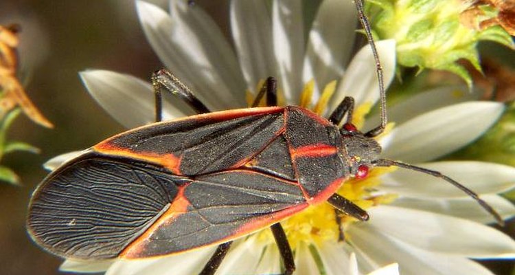 Mature boxelder bugs are only 1.2 cm (1/2 inch) in length.