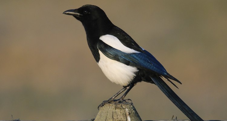 The Magpie is well known for its black and white colouring.