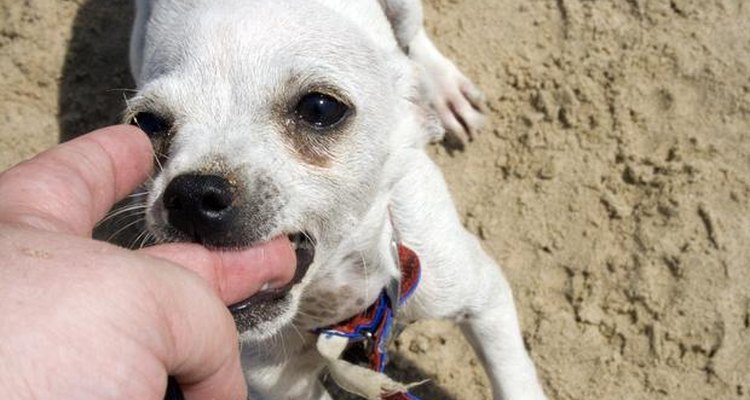 Cualquier perro puede morder, pero los perros grandes pueden hacer más daño.