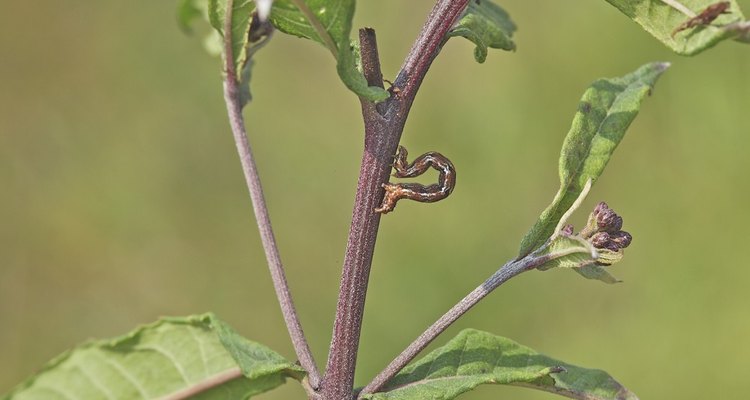 You can find stick caterpillars in the branches of trees, among other places.