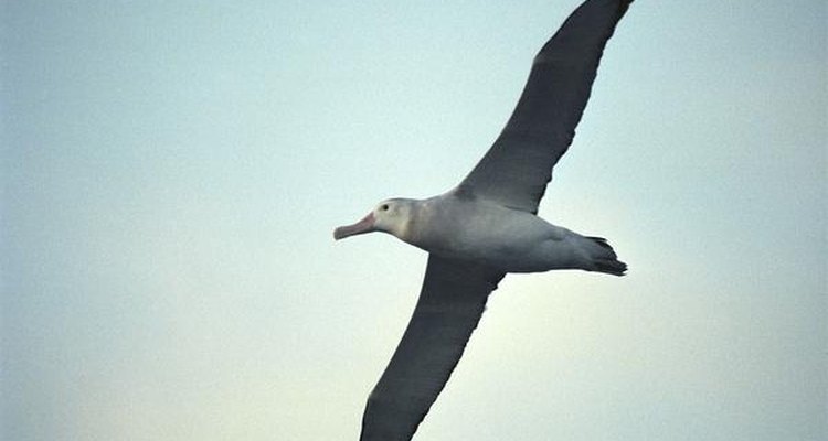 Albatros.