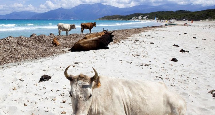 Esta praia, além de linda, possui habitantes especiais
