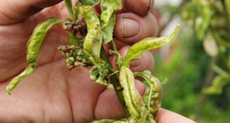 Learning the symptoms of various conditions helps you identify fruit tree diseases.