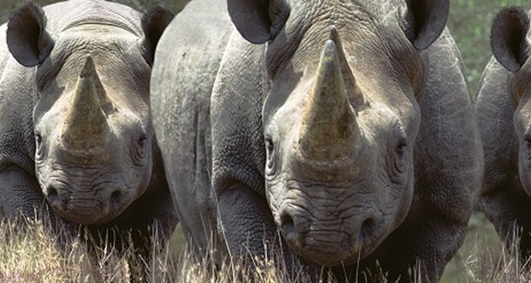 Recreate the distinctive rhino horn with paper mache.