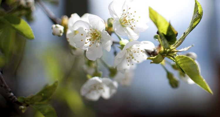 Proper pruning will keep your cherry tree in robust good health.